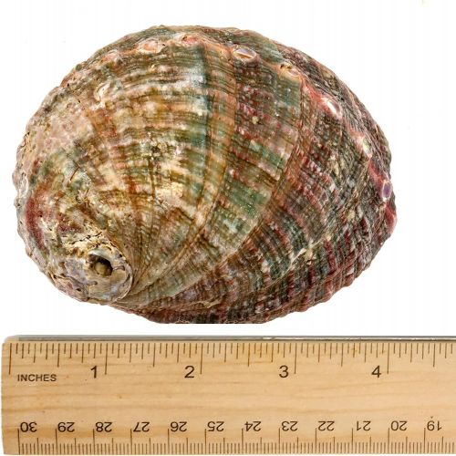  인센스스틱 Alternative Imagination Hand Selected Abalone Shell, 6.5 Inches or Larger. Perfect for Holding Incense, Trinkets, and More